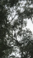 Calyptorhynchus lathami