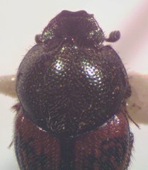 Onthophagus hoepfneri