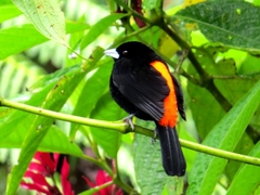 Ramphocelus flammigerus flammigerus