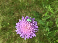 Hoplia parvula