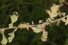 Podosphaera clandestina