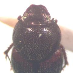 Onthophagus hoepfneri