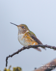 Selasphorus flammula