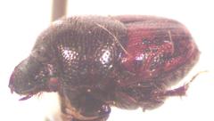 Onthophagus hoepfneri