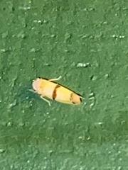 Empoa