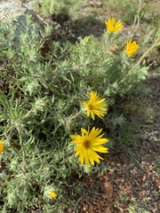 Heterotheca stenophylla