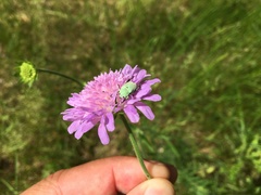 Hoplia parvula