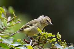 Vireo carmioli