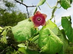 Polystemma guatemalense