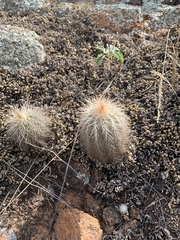 Echinocereus reichenbachii baileyi