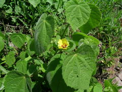 Pavonia argentina