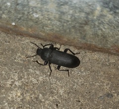 Tenebrionini