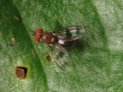 Chymomyza amoena