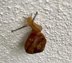 Bradybaena similaris image
