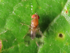 Chymomyza amoena