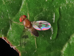 Chymomyza amoena