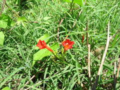Ipomoea rubriflora