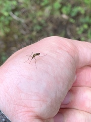 Ochlerotatus