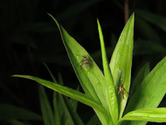 Chrysopilus splendidus