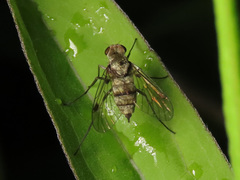 Chrysopilus splendidus