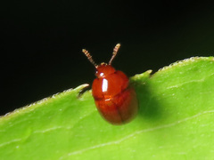 Leiodes