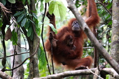 Pongo abelii