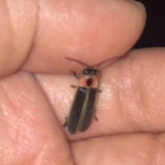 Photinus pyralis