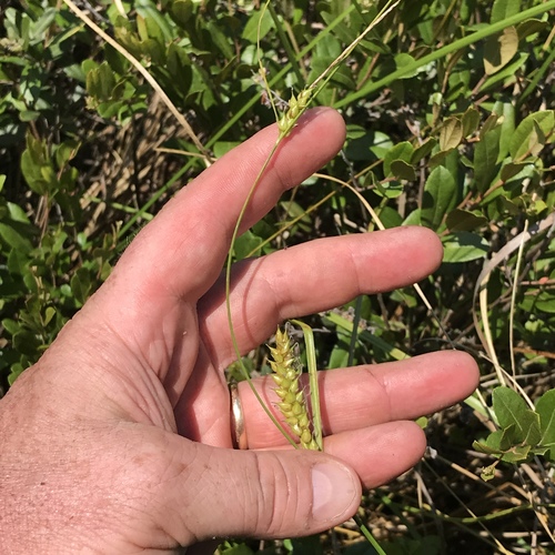 Carex rhynchophysa iNat (2)