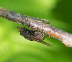 Rhingia campestris