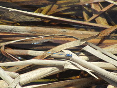Argia agrioides