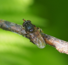 Rhingia campestris