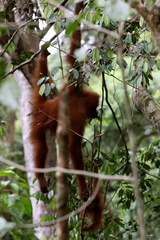Pongo abelii