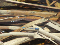 Argia agrioides