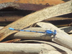 Argia agrioides