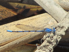 Argia agrioides