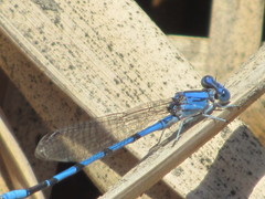 Argia agrioides