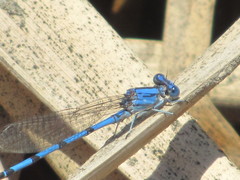 Argia agrioides