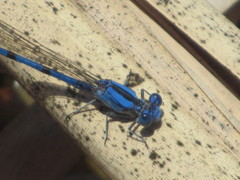 Argia agrioides