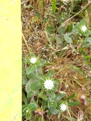 Grindelia stricta platyphylla