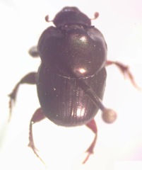 Onthophagus batesi