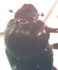 Onthophagus batesi