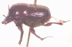 Onthophagus batesi