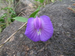 Clitoria cordobensis