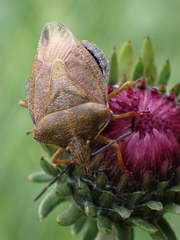Carpocoris melanocerus