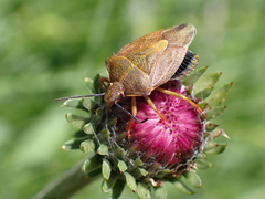 Carpocoris melanocerus
