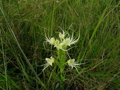Habenaria gourlieana