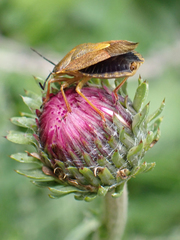 Carpocoris melanocerus