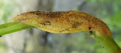 Puccinia komarovii