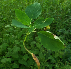 Puccinia komarovii