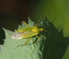 Calocoris alpestris